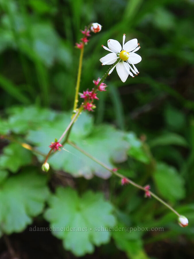 Mertens' saxifrage (Saxifraga mertensiana) [below Not Nasty Rock, Willamette National Forest, Marion County, Oregon]