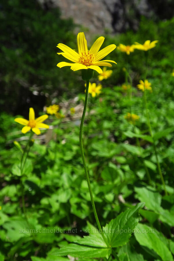 broad-leaf arnica (Arnica latifolia) [below Not Nasty Rock, Willamette National Forest, Marion County, Oregon]