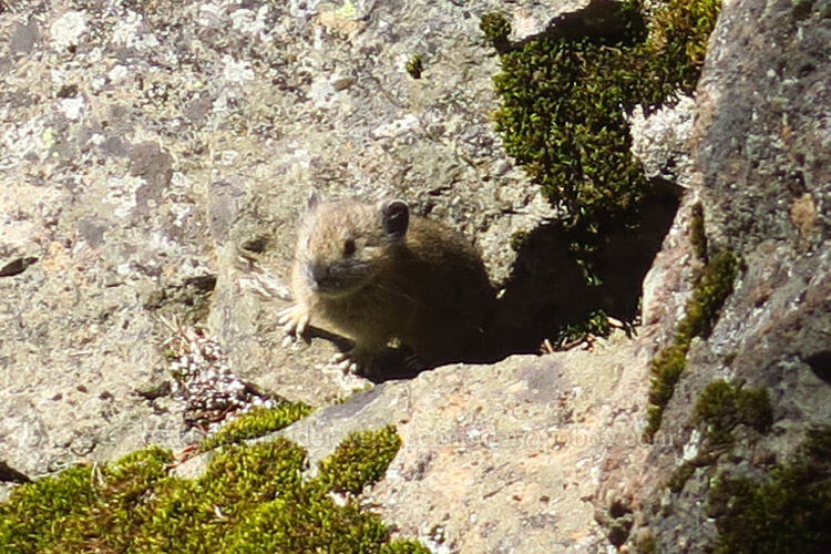 pika (Ochotona princeps fenisex) [below Not Nasty Rock, Willamette National Forest, Marion County, Oregon]
