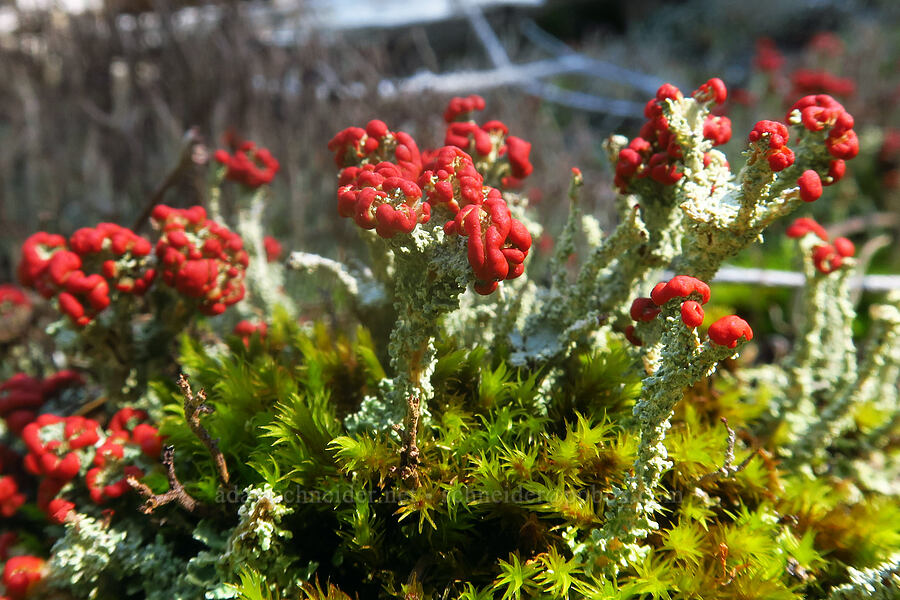 cladonia lichen (Cladonia sp.) [below Not Nasty Rock, Willamette National Forest, Marion County, Oregon]