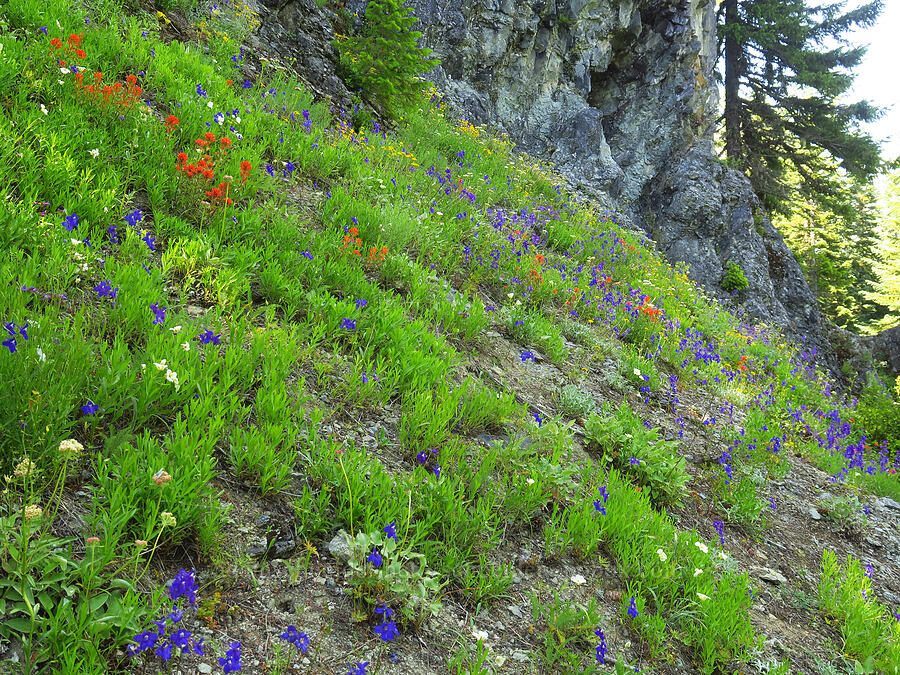 wildflowers [Not Nasty Rock Trail, Clackamas County, Oregon]