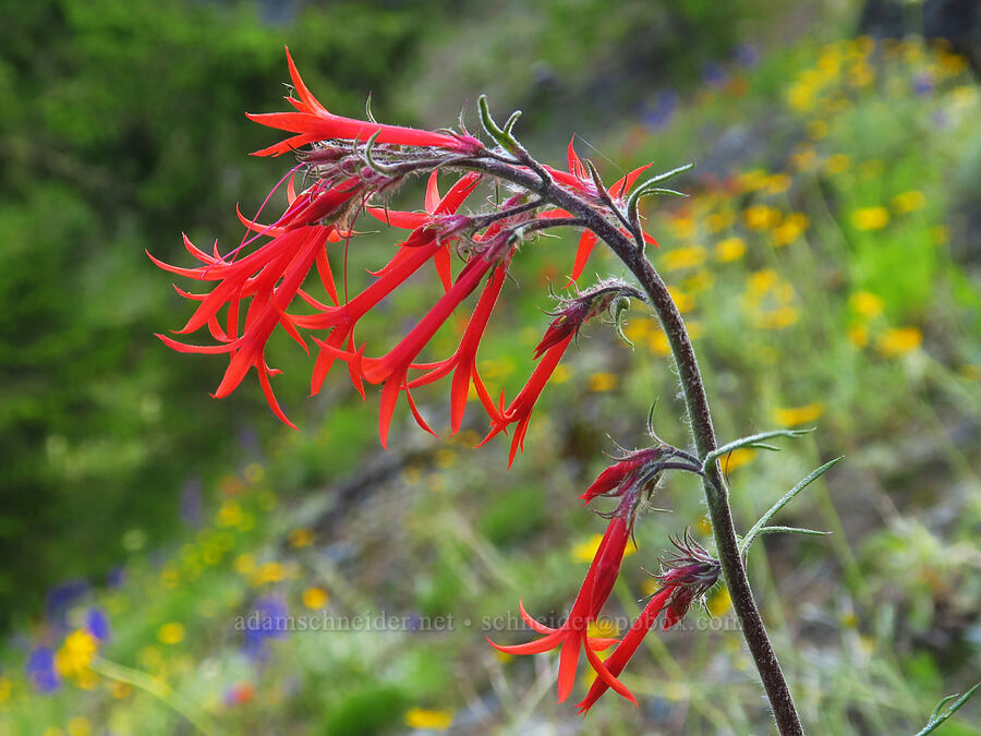 scarlet gilia (Ipomopsis aggregata) [Not Nasty Rock Trail, Clackamas County, Oregon]