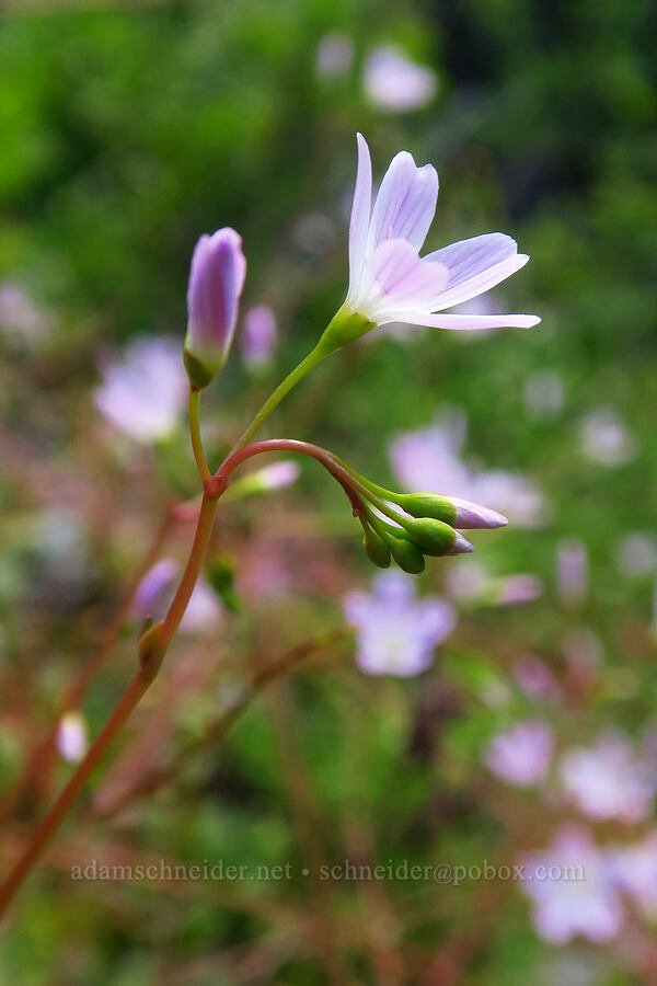 little-leaf montia (Montia parvifolia (Claytonia parvifolia)) [Not Nasty Rock Trail, Clackamas County, Oregon]