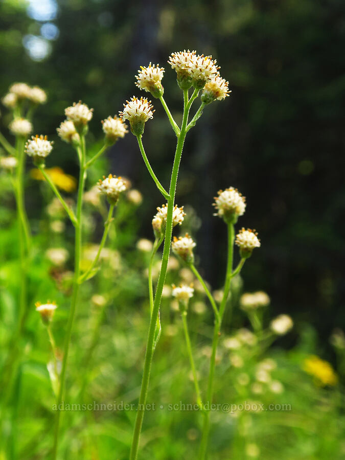 raceme pussy-toes (Antennaria racemosa) [Not Nasty Rock Trail, Clackamas County, Oregon]