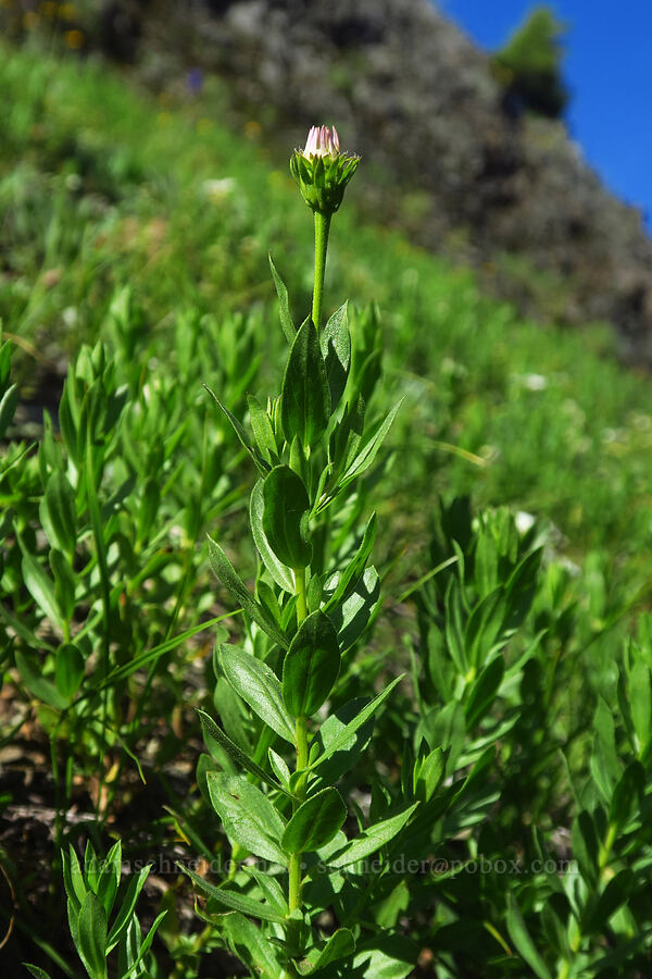 Gorman's aster, budding (Doellingeria gormanii (Eucephalus gormanii) (Aster gormanii)) [Nasty Rock, Clackamas County, Oregon]