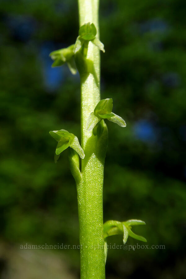 Alaska rein orchid (Platanthera unalascensis (Piperia unalascensis)) [Nasty Rock Trail, Clackamas County, Oregon]