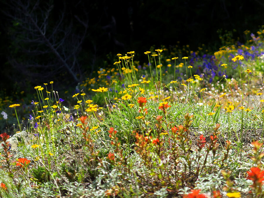wildflowers [Nasty Rock Trail, Clackamas County, Oregon]