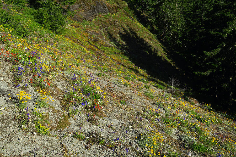 wildflowers [Nasty Rock Trail, Clackamas County, Oregon]