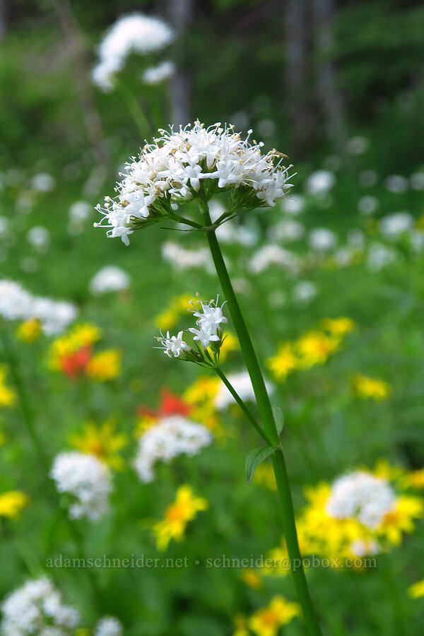 Sitka valerian (Valeriana sitchensis) [Nasty Rock Trail, Clackamas County, Oregon]