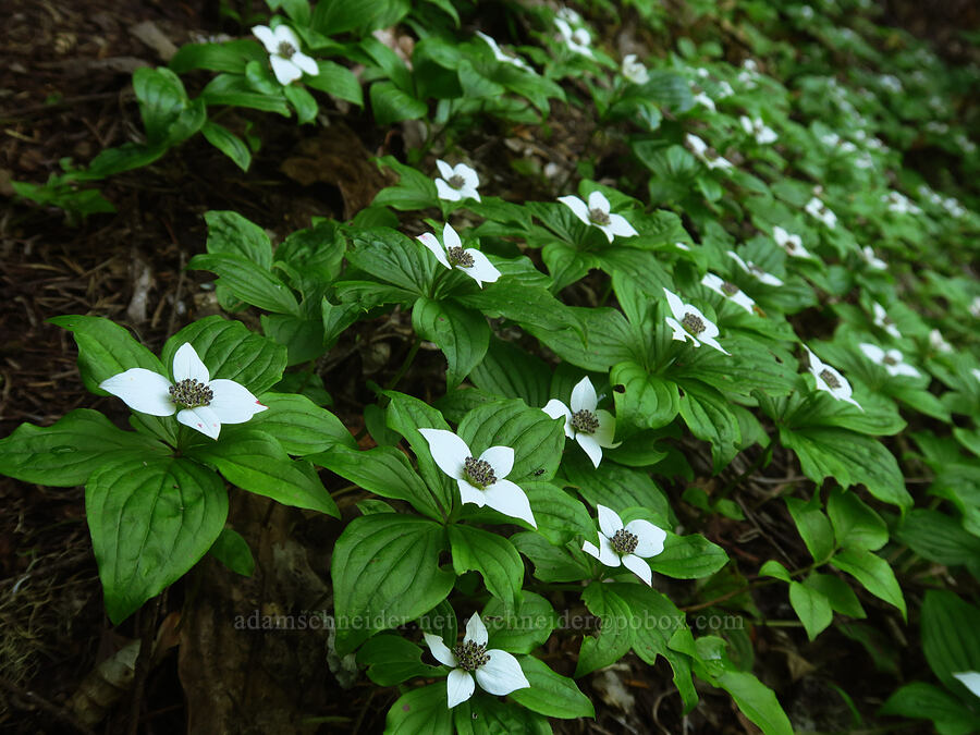 bunchberries (Cornus unalaschkensis (Cornus canadensis)) [Joyce Lake Trail, Clackamas County, Oregon]