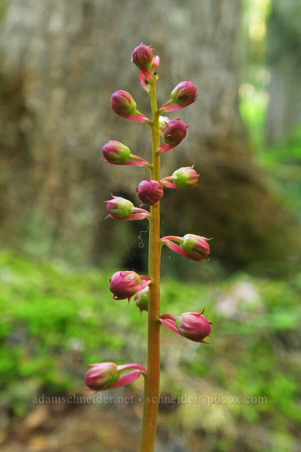pink pyrola (Pyrola asarifolia) [Joyce Lake Trail, Clackamas County, Oregon]