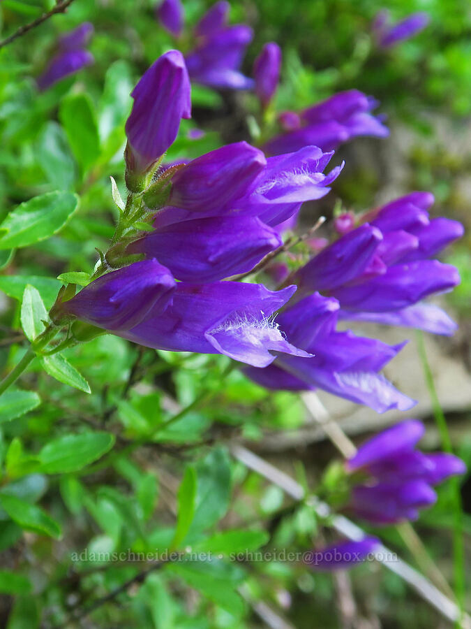 Cardwell's penstemon (Penstemon cardwellii) [Joyce Lake Trailhead, Clackamas County, Oregon]
