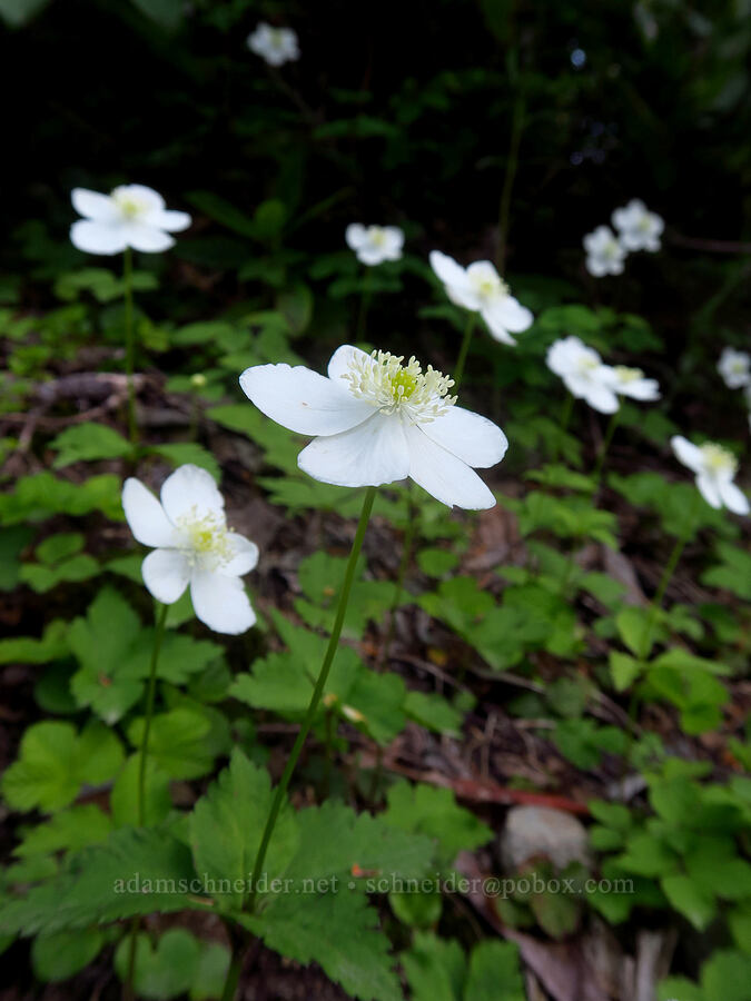 Columbia windflowers (Anemone deltoidea (Anemonastrum deltoideum)) [Joyce Lake Trailhead, Clackamas County, Oregon]
