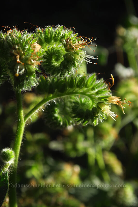 narrow-sepal phacelia (Phacelia leptosepala) [Dalles Ridge Trail, Mt. Baker-Snoqualmie National Forest, Pierce County, Washington]