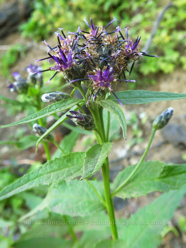 American saw-wort (Saussurea americana) [Dalles Ridge Trail, Mt. Baker-Snoqualmie National Forest, Pierce County, Washington]