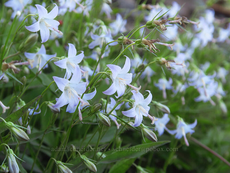 Scouler's harebells (Campanula scouleri) [Dalles Ridge Trail, Mt. Baker-Snoqualmie National Forest, Pierce County, Washington]