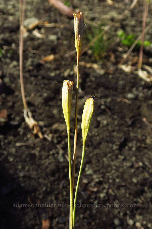 avalanche lily seed-pods (Erythronium montanum) [Dalles Ridge Trail, Mt. Baker-Snoqualmie National Forest, Pierce County, Washington]