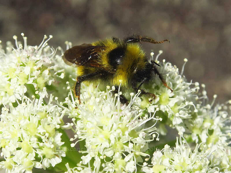 yellow cuckoo bumblebee on sharp-tooth angelica (Bombus flavidus flavidus, Angelica arguta) [Dalles Ridge Trail, Mt. Baker-Snoqualmie National Forest, Pierce County, Washington]