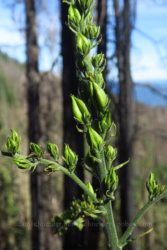green corn lily, going to seed (Veratrum viride var. eschscholtzianum (Veratrum eschscholtzii)) [Dalles Ridge Trail, Mt. Baker-Snoqualmie National Forest, Pierce County, Washington]