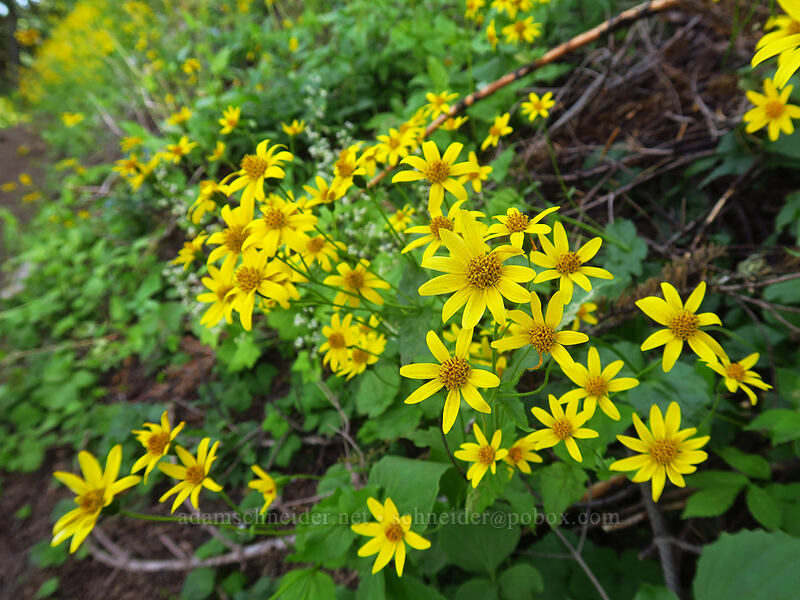 mountain arnica (Arnica latifolia) [Dalles Ridge Trail, Mt. Baker-Snoqualmie National Forest, Pierce County, Washington]