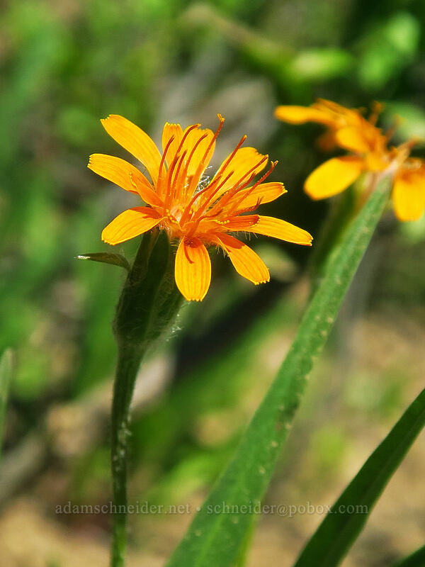 orange agoseris (Agoseris aurantiaca) [Noble Knob Trail, Mt. Baker-Snoqualmie National Forest, Pierce County, Washington]