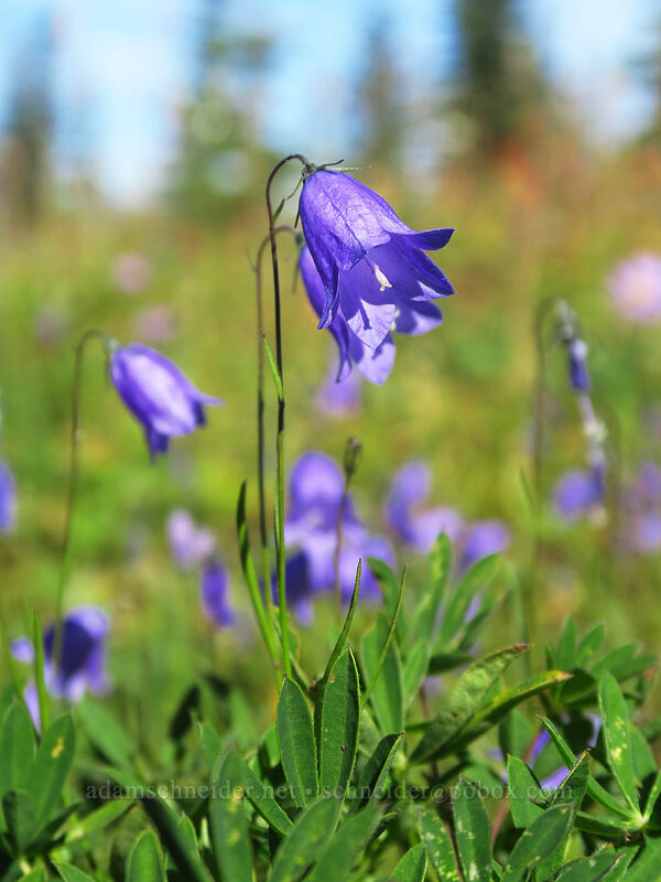 harebells (Campanula petiolata (Campanula rotundifolia)) [Noble Knob, Mt. Baker-Snoqualmie National Forest, Pierce County, Washington]