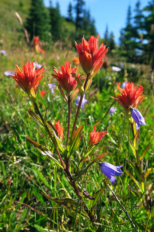 scarlet paintbrush (Castilleja miniata) [Noble Knob, Mt. Baker-Snoqualmie National Forest, Pierce County, Washington]