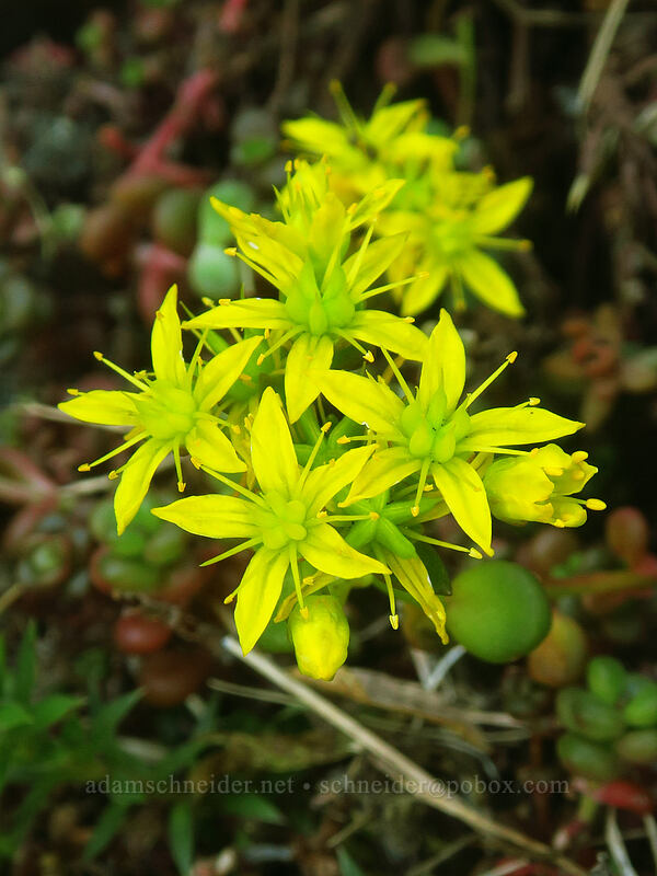 spreading stonecrop (Sedum divergens) [Noble Knob, Mt. Baker-Snoqualmie National Forest, Pierce County, Washington]
