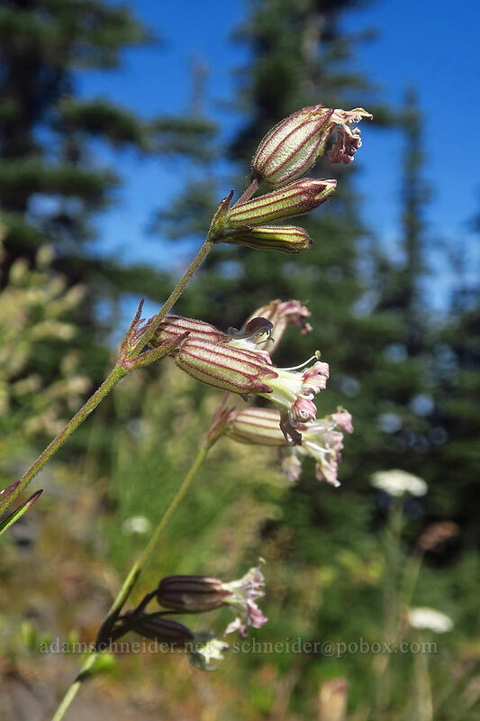 Parry's catchfly (Silene parryi) [Noble Knob, Mt. Baker-Snoqualmie National Forest, Pierce County, Washington]