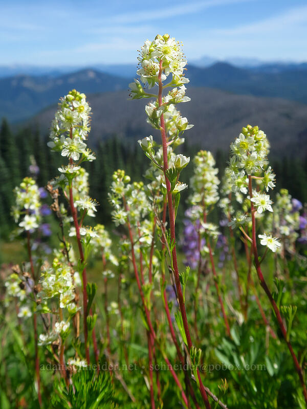partridgefoot (Luetkea pectinata) [Noble Knob, Mt. Baker-Snoqualmie National Forest, Pierce County, Washington]