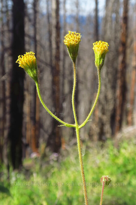 Parry's arnica (Arnica parryi) [Dalles Ridge Trail, Mt. Baker-Snoqualmie National Forest, Pierce County, Washington]