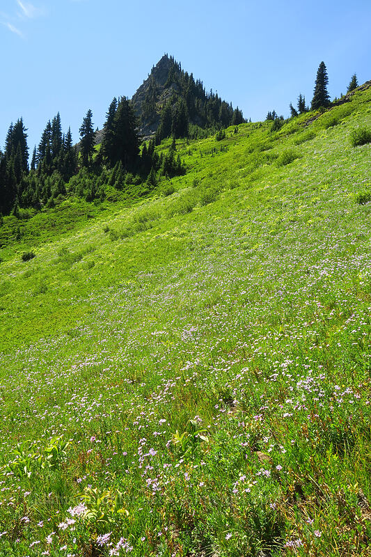 Yakima Peak & Cascade asters (Doellingeria ledophylla (Eucephalus ledophyllus) (Aster ledophyllus)) [Chinook Pass, Okanogan-Wenatchee National Forest, Yakima County, Washington]