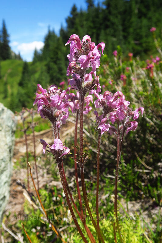 bird's-beak lousewort (Pedicularis ornithorhynchos (Pedicularis ornithorhyncha)) [Yakima Peak, Mount Rainier National Park, Pierce County, Washington]