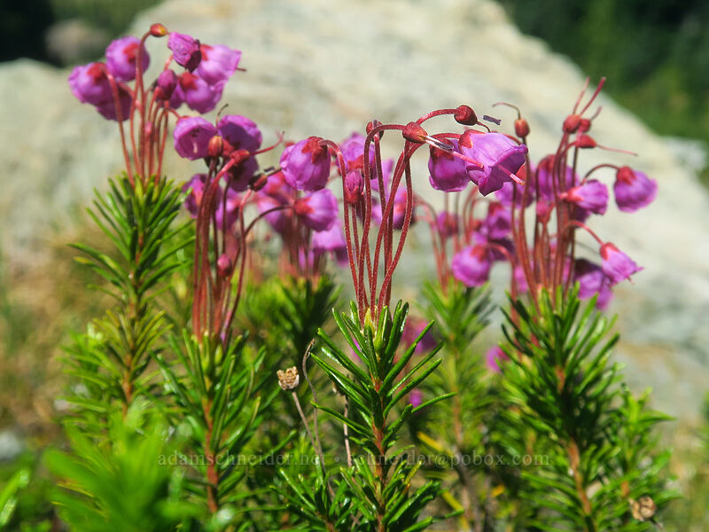 pink mountain heather (Phyllodoce empetriformis) [Yakima Peak, Mount Rainier National Park, Pierce County, Washington]