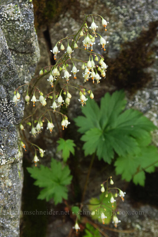 alpine alumroot (Heuchera glabra) [Yakima Peak, Mount Rainier National Park, Pierce County, Washington]