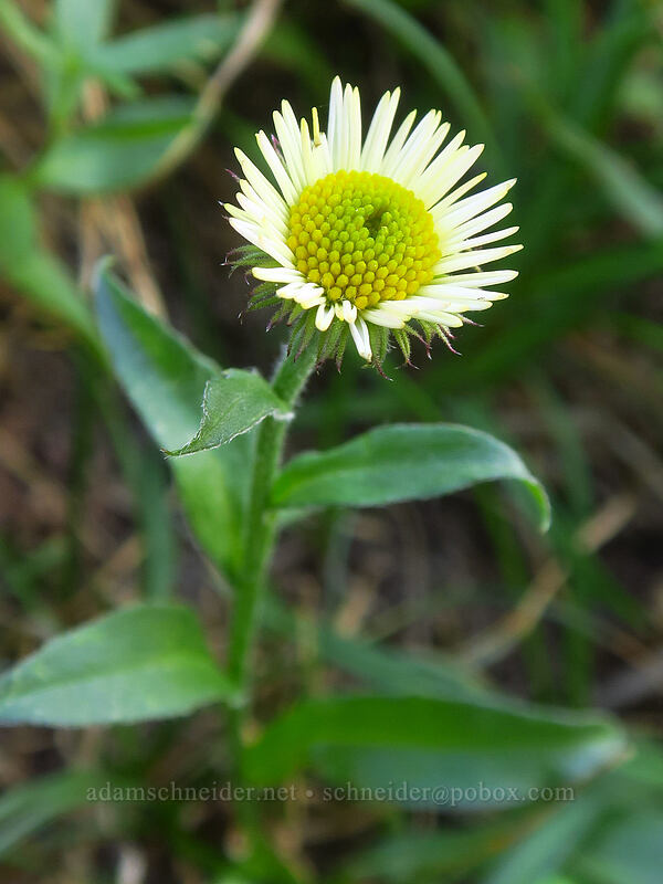 smallish white fleabane (Erigeron sp.) [Yakima Peak, Mount Rainier National Park, Pierce County, Washington]