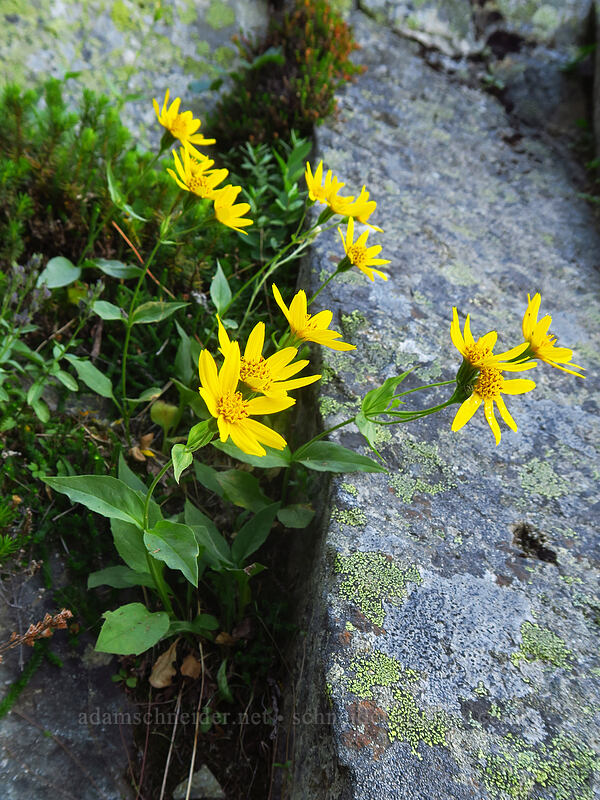 Rydberg's arnica (Arnica rydbergii) [Yakima Peak, Mount Rainier National Park, Pierce County, Washington]
