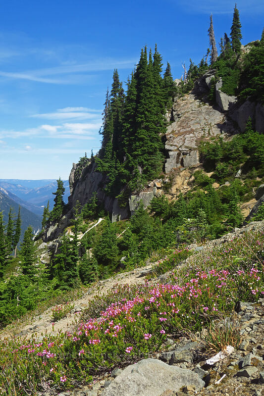 pink mountain heather & the north side of Yakima Peak (Phyllodoce empetriformis) [Yakima Peak, Mount Rainier National Park, Pierce County, Washington]