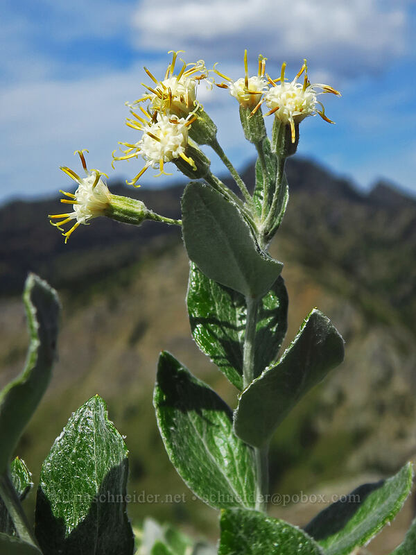 silver-back luina (Luina hypoleuca) [Yakima Peak, Mount Rainier National Park, Pierce County, Washington]
