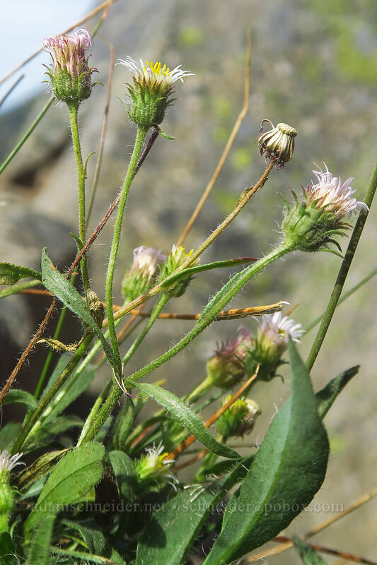 northern daisy/fleabane (Erigeron nivalis (Erigeron acris ssp. debilis)) [Yakima Peak, Mount Rainier National Park, Yakima County, Washington]