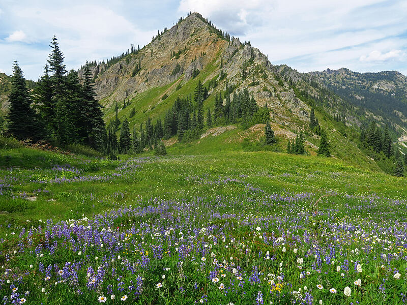 Deadwood Peak & wildflowers (Lupinus latifolius, Erigeron glacialis var. glacialis, Bistorta bistortoides (Polygonum bistortoides), Arnica sp.) [Yakima Peak, Mount Rainier National Park, Yakima County, Washington]