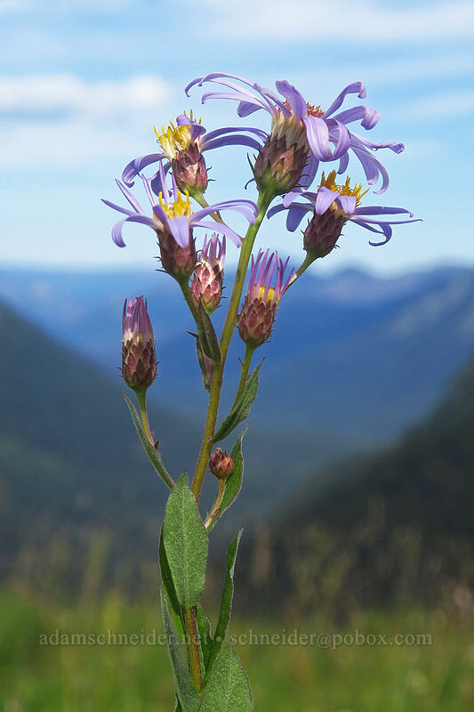 Cascade asters (Doellingeria ledophylla (Eucephalus ledophyllus) (Aster ledophyllus)) [Yakima Peak, Mount Rainier National Park, Yakima County, Washington]