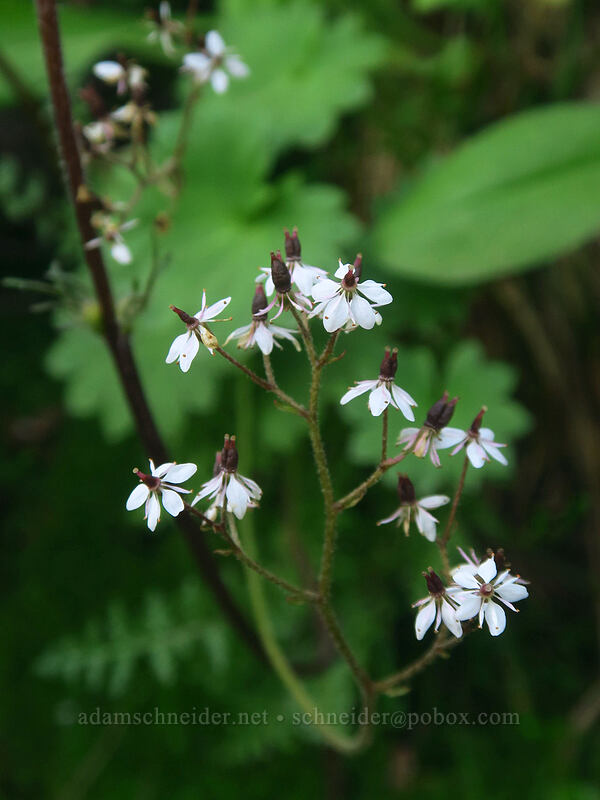 Nelson's saxifrage (Micranthes nelsoniana var. cascadensis (Saxifraga nelsoniana)) [Pacific Crest Trail, Okanogan-Wenatchee National Forest, Yakima County, Washington]