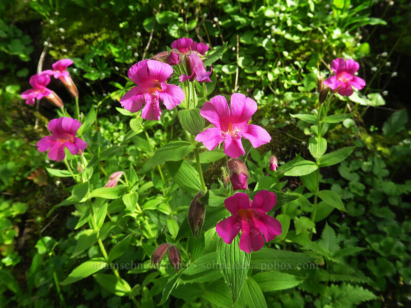 Lewis' monkeyflower (Erythranthe lewisii (Mimulus lewisii)) [Pacific Crest Trail, Okanogan-Wenatchee National Forest, Yakima County, Washington]