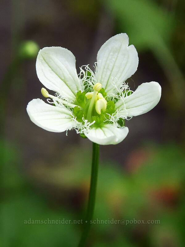 fringed grass-of-Parnassus (Parnassia fimbriata) [Pacific Crest Trail, Okanogan-Wenatchee National Forest, Yakima County, Washington]