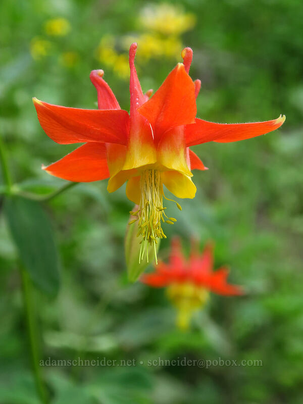 western columbine (Aquilegia formosa) [Pacific Crest Trail, Okanogan-Wenatchee National Forest, Yakima County, Washington]
