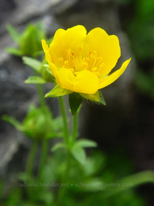 fan-leaf cinquefoil (Potentilla flabellifolia) [Pacific Crest Trail, William O. Douglas Wilderness, Yakima County, Washington]