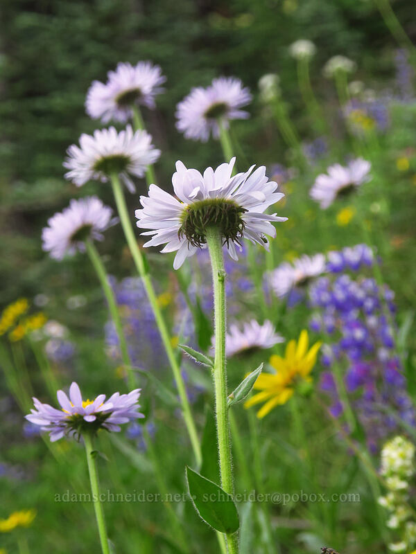 subalpine fleabane (Erigeron glacialis var. glacialis) [Pacific Crest Trail, William O. Douglas Wilderness, Yakima County, Washington]