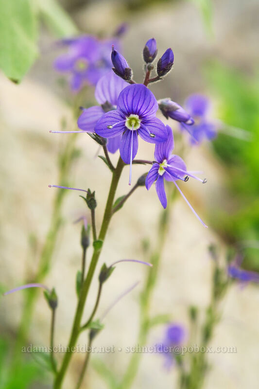 Cusick's speedwell (Veronica cusickii) [Pacific Crest Trail, William O. Douglas Wilderness, Yakima County, Washington]