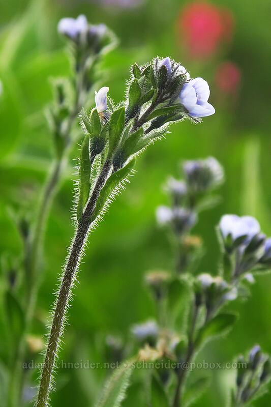Wormskjold's alpine speedwell (Veronica wormskjoldii) [Pacific Crest Trail, William O. Douglas Wilderness, Yakima County, Washington]